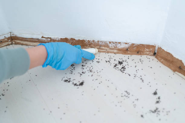 Wasp Removal Services in Cactus Flats, AZ